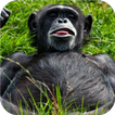 ”Monkey life. Live wallpaper