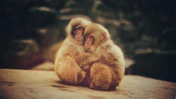 Monkey life. Live wallpaper 截图 3