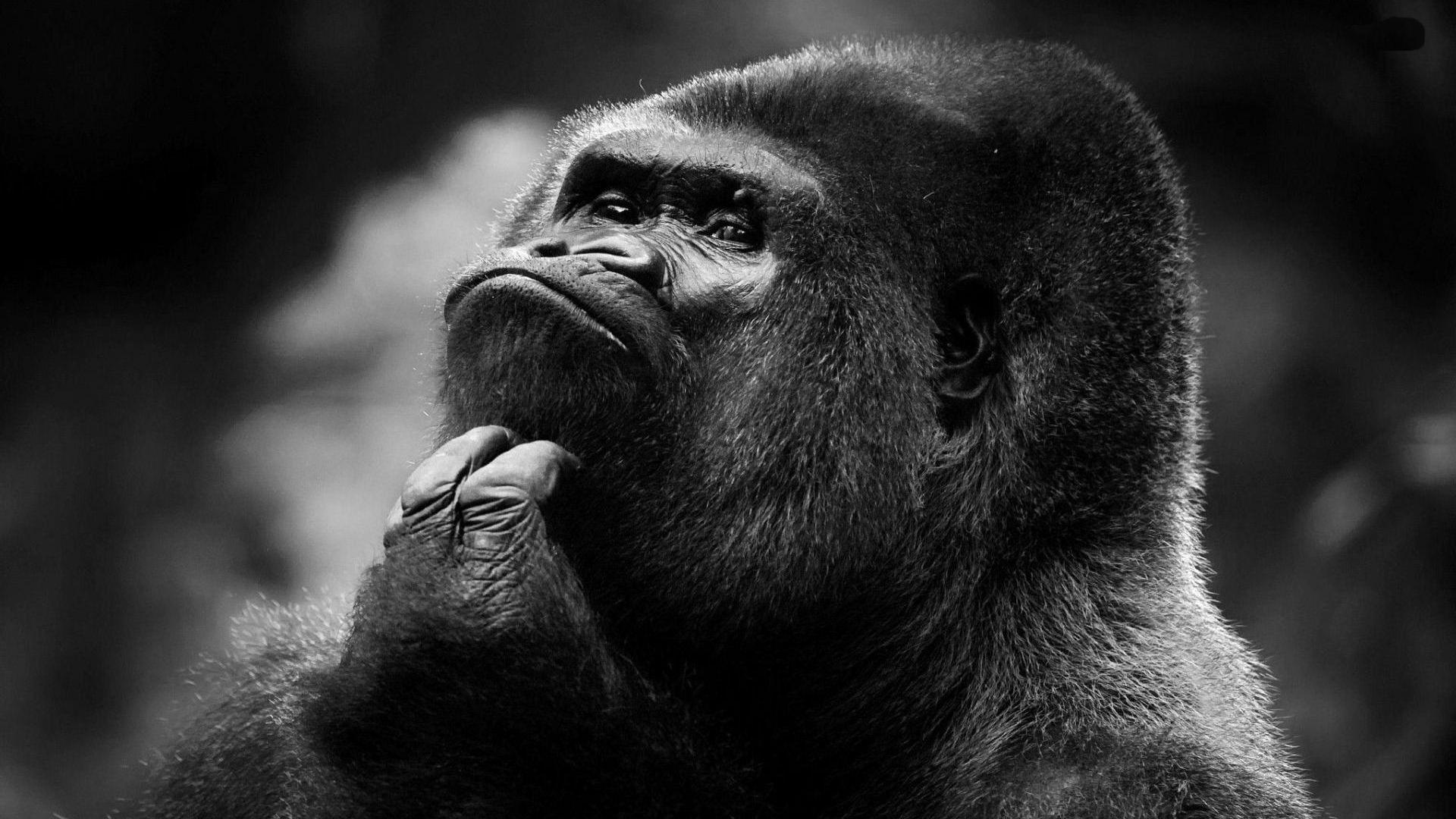 Android 用の Silver Back Gorilla Wallpaper Apk をダウンロード Android 用の Silver Back Gorilla Wallpaper Apk をダウンロード