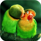 Parrots. Live wallpaper 아이콘