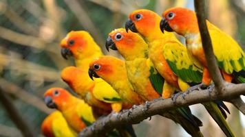 Parrots. Live wallpaper 스크린샷 3