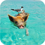 Swimming. Happy pigs icône