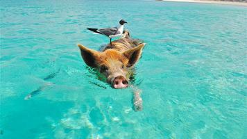 Swimming. Happy pigs Affiche