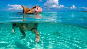 Swimming. Happy pigs syot layar 1