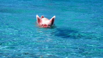 Swimming. Happy pigs ảnh chụp màn hình 2