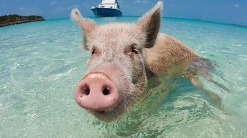 Swimming. Happy pigs スクリーンショット 3