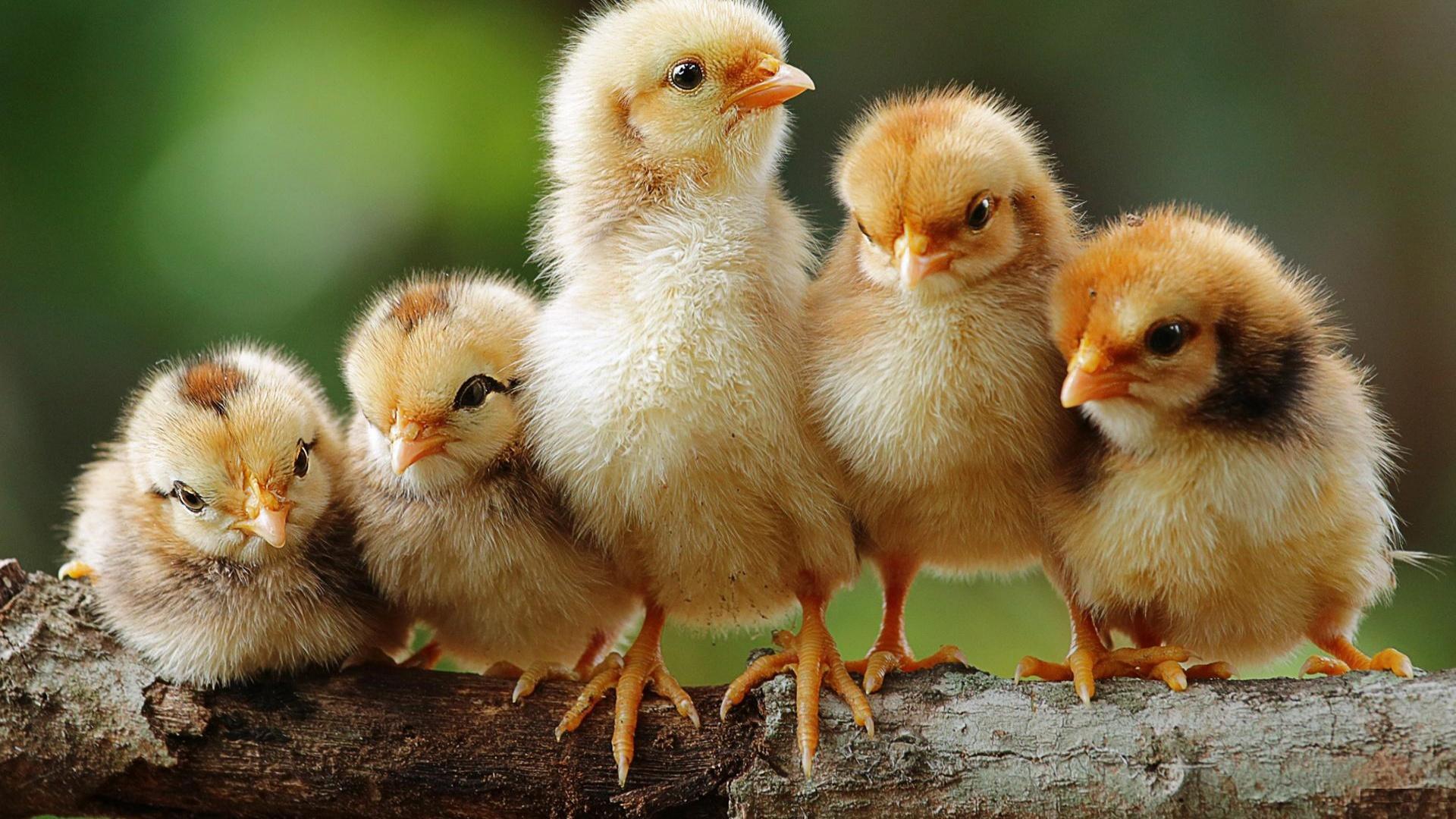Animals. Cute chickens APK for Android Download