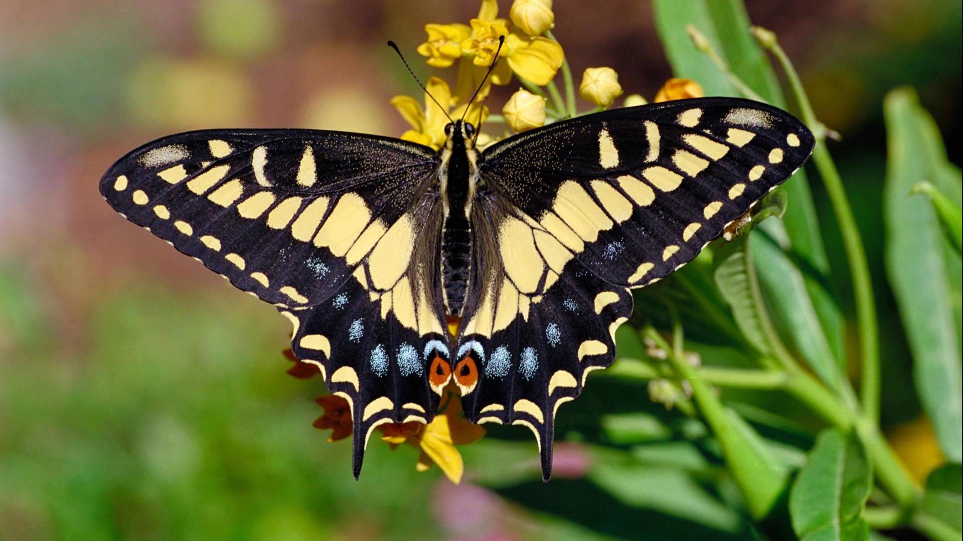 Beautiful Butterfly capture d'écran 1.