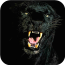 Black Panther Animal wallpaper APK