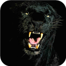 Black Panther Animal wallpaper-APK