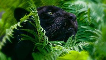 برنامه‌نما Black Panther Animal wallpaper عکس از صفحه