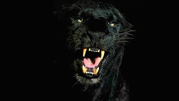 Black Panther Animal wallpaper-poster