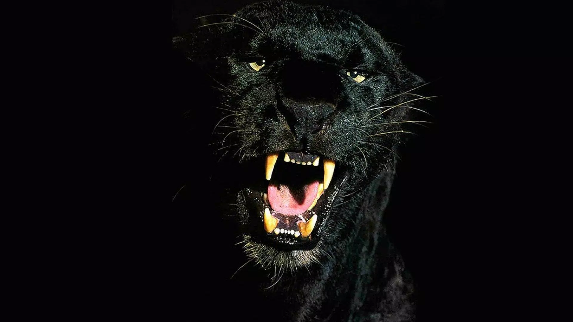 Black Panther Animal wallpaper: Con báo đen luôn toát lên vẻ bí ẩn và uy nghi trên màn hình thiết bị điện tử của bạn. Hãy thỏa sức khám phá hình nền Black Panther Animal độc đáo và cá tính, tạo cho thiết bị của bạn vẻ ngoài đầy sức hút.