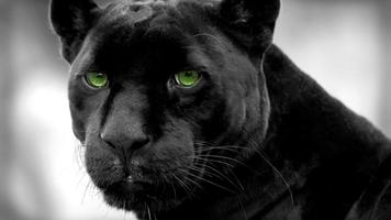 برنامه‌نما Black Panther Animal wallpaper عکس از صفحه