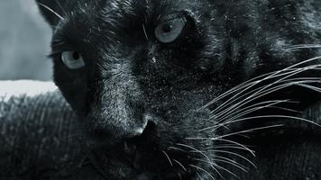 Black Panther Animal wallpaper screenshot 2