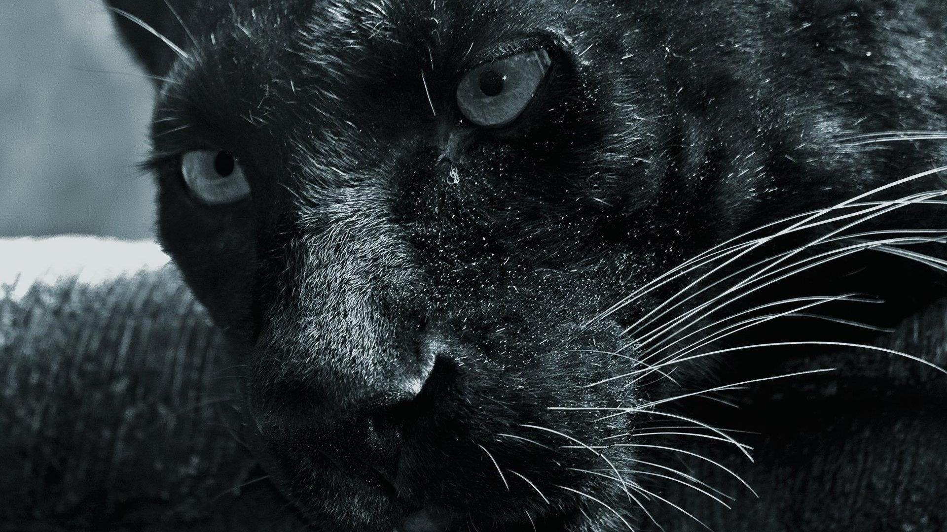 Black Panther Animal wallpaper APK للاندرويد تنزيل Black Panther Animal wallpaper APK للاندرويد تنزيل