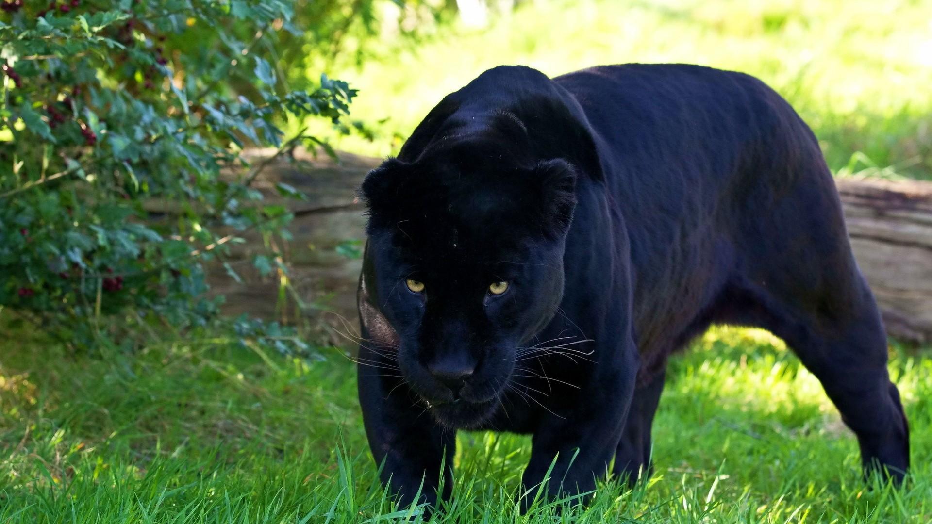 Black Panther Animal wallpaper captura de pantalla 4 