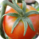 Tomato. Live wallpapers aplikacja