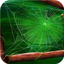Spider web. Live wallpapers APK