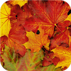 Maple leaf. Live wallpapers icon