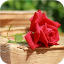 Rose and book. Live wallpapers APK