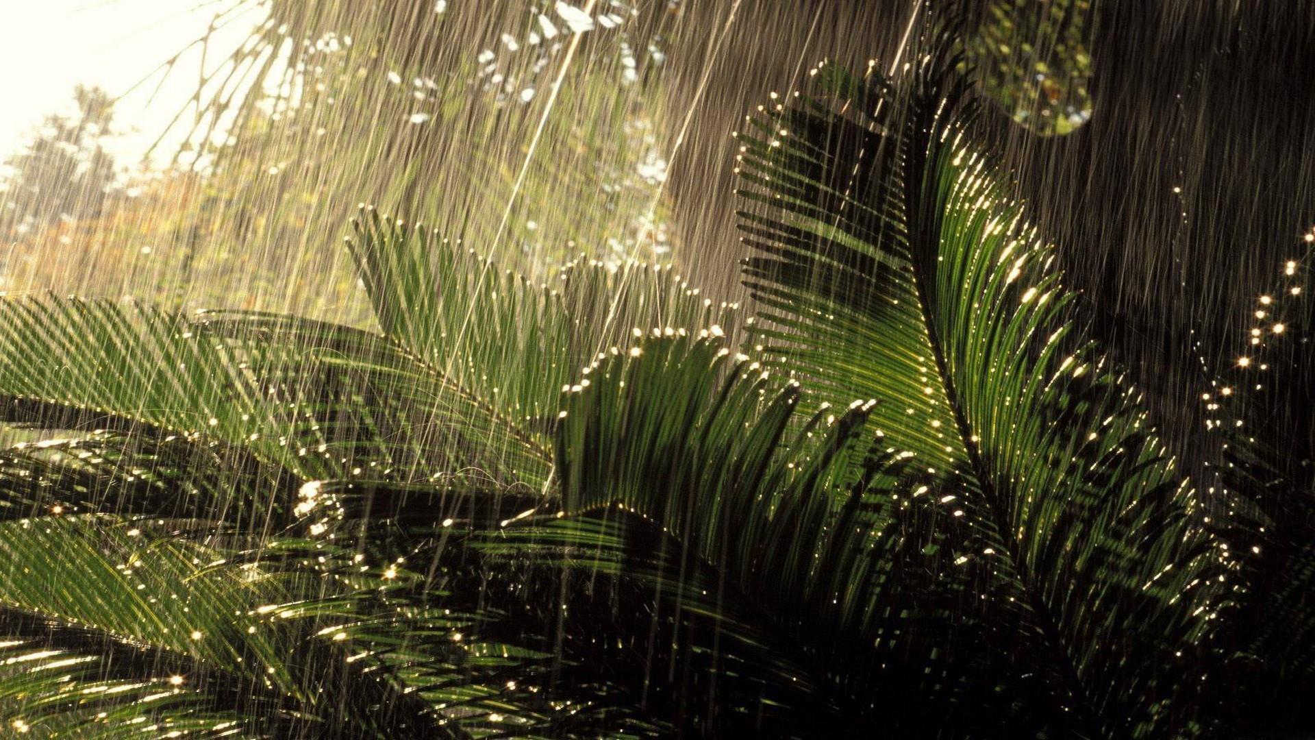 Summer Rain Live Wallpapers For Android Apk Download