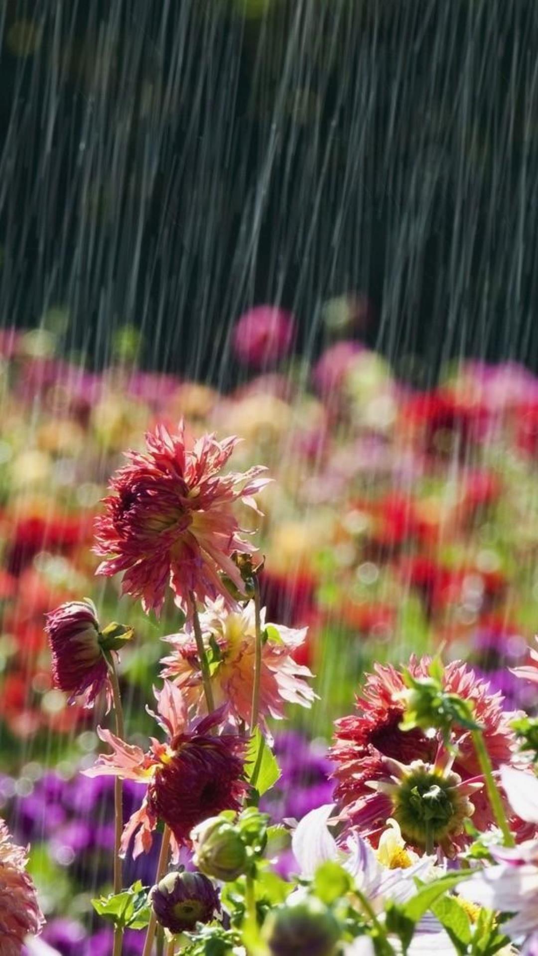 Summer Rain Live Wallpapers For Android Apk Download