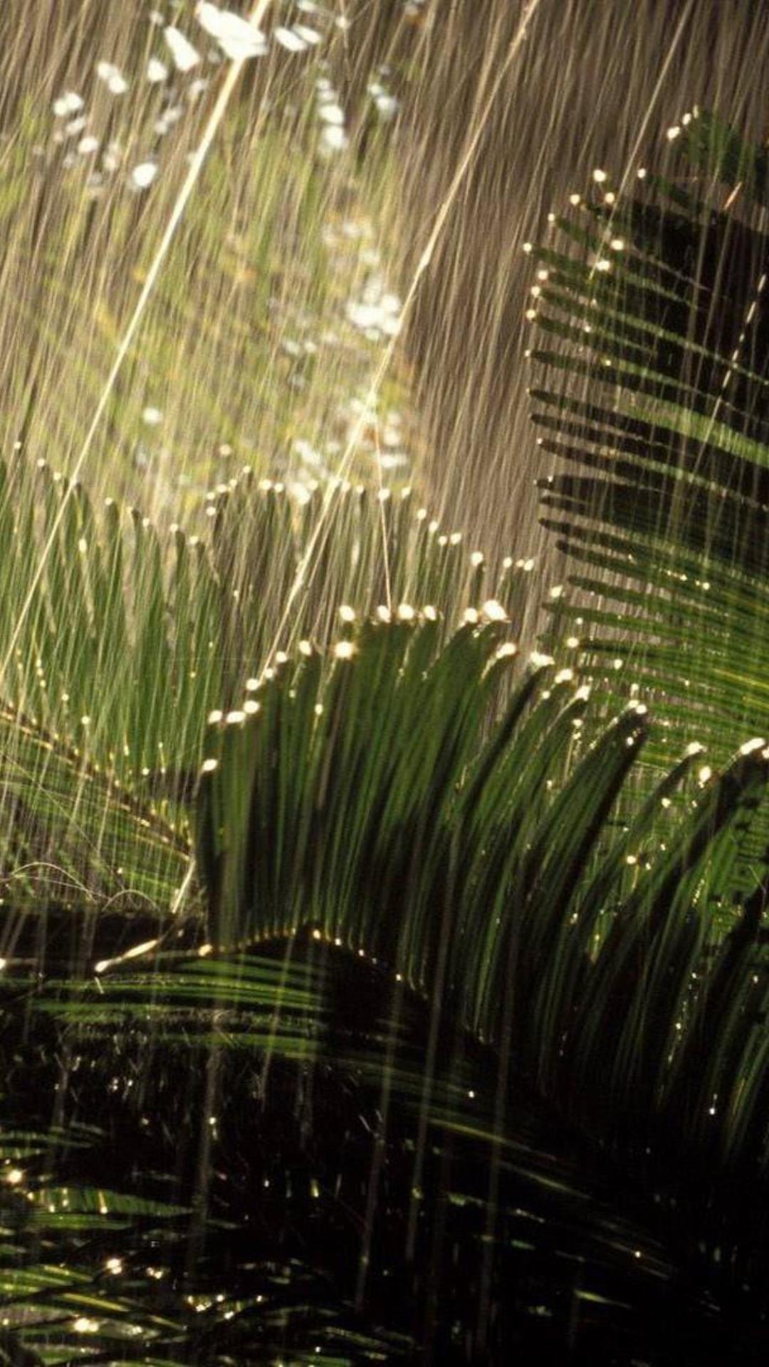 Summer Rain Live Wallpapers For Android Apk Download