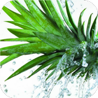 Fruits in water LiveWallpapers آئیکن