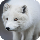 Arctic Fox. Animal Wallpaper أيقونة
