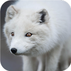 Arctic Fox. Animal Wallpaper 아이콘