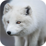 Arctic Fox. Animal Wallpaper ícone