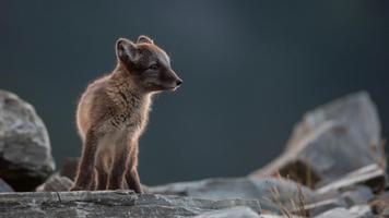 Arctic Fox. Animal Wallpaper screenshot 3