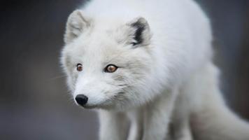 Arctic Fox. Animal Wallpaper الملصق