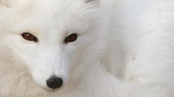 Arctic Fox. Animal Wallpaper تصوير الشاشة 2