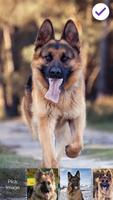 Clever German Shepherd Dog HD Lock Screen скриншот 2