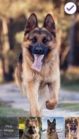 Clever German Shepherd Dog HD Lock Screen 스크린샷 2