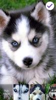 Siberian Husky Puppies Screenlock –PIN Lock Screen স্ক্রিনশট 2