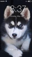 Siberian Husky Puppies Lock & AppLock Security Affiche