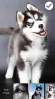 Siberian Husky Puppies Lock & AppLock Security capture d'écran 2