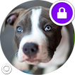 Fluffy Pitbull Dogs Security Lock Screen