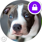 Fluffy Pitbull Dogs Security Lock Screen icon