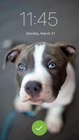 Fluffy Pitbull Dogs Security Lock Screen poster