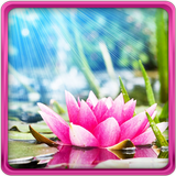 Lotus Live Wallpaper icon