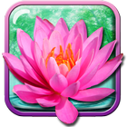Lotus Flower Live Wallpaper icône