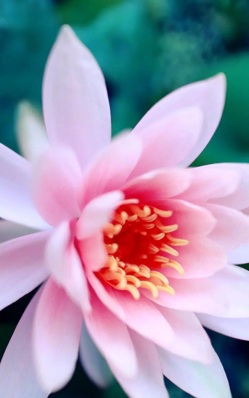 Android向けの蓮の花のライブ壁紙 Apkをダウンロードしましょう