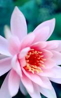 Kwiat Lotosu na Żywo Tapety plakat