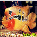 老挝鱼 APK