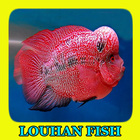 Louhan Fish Gallery ícone