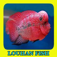 Louhan Fish Gallery Poster